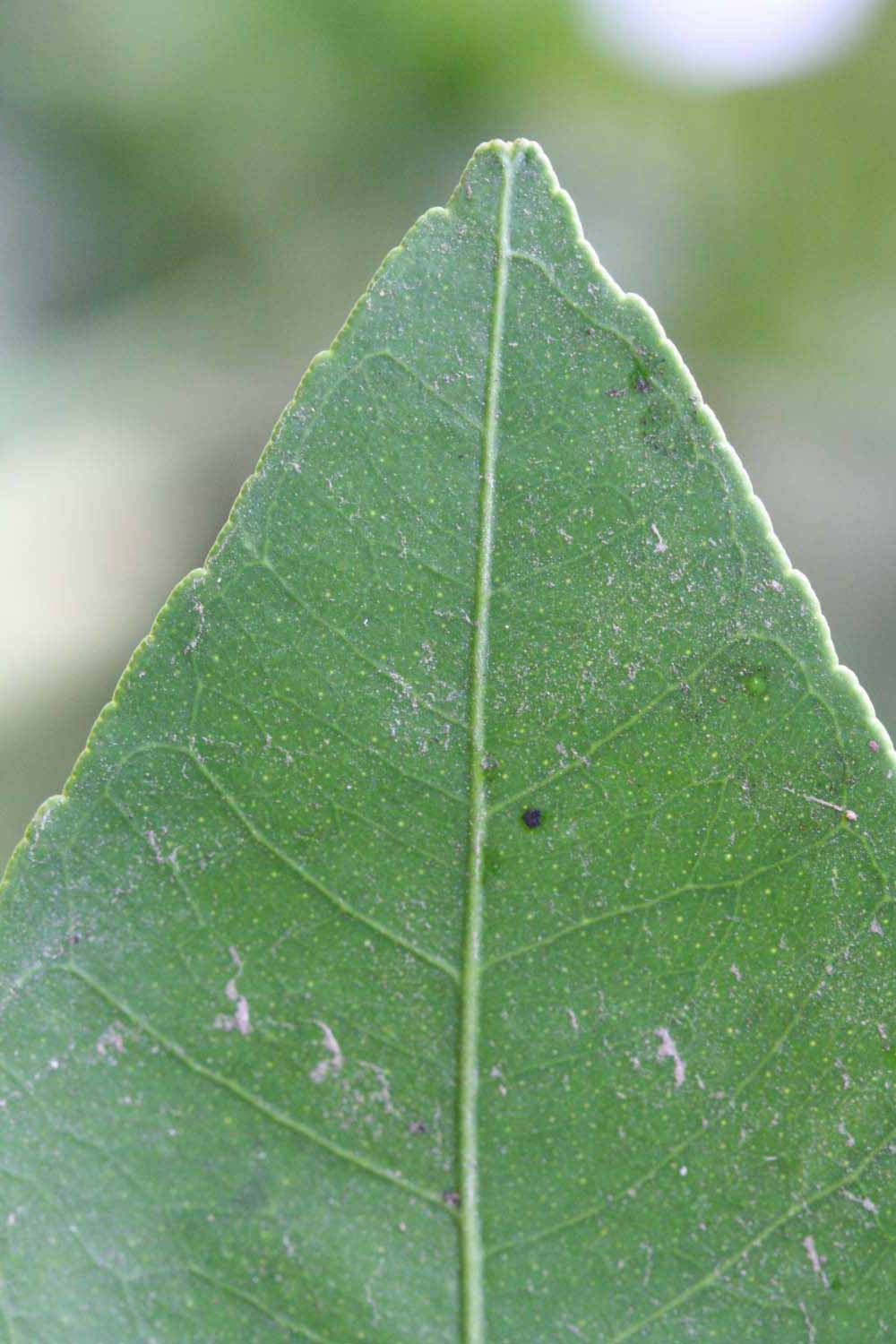              Margin (Riverside, CA)       